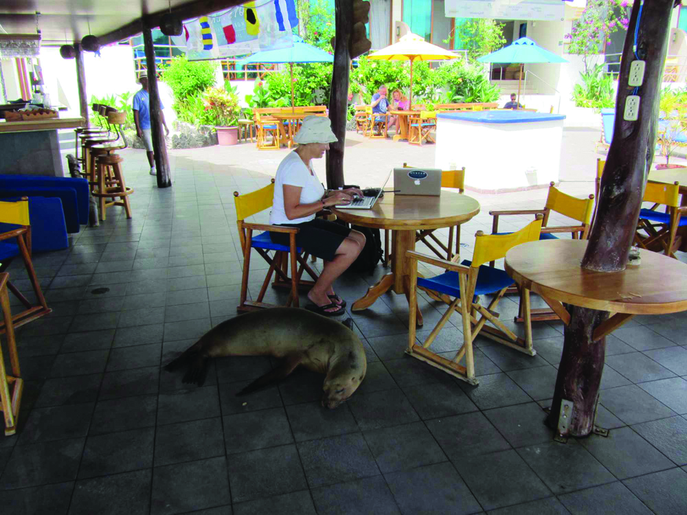 Galapagos, Oyster Rally